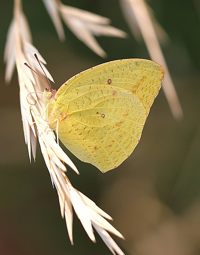 צילום: טטיאנה דרוז צילום: טטיאנה דרוז