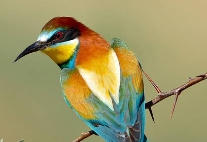 אחת הציפורים הצבעוניות והקולניות בישראל (צילום: shutterstock) (צילום: shutterstock)