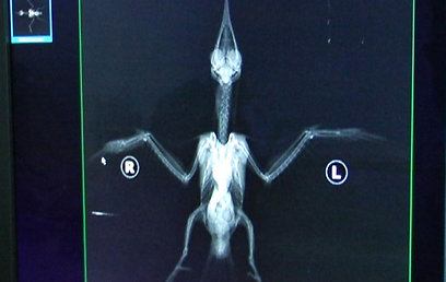 צילום רנטגן לשרקרק. כנף ימין שבורה (צילום: ארז ארליכמן) (צילום: ארז ארליכמן)