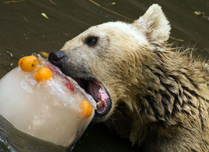 דוב עם פירות העונה (צילום: AFP) (צילום: AFP)