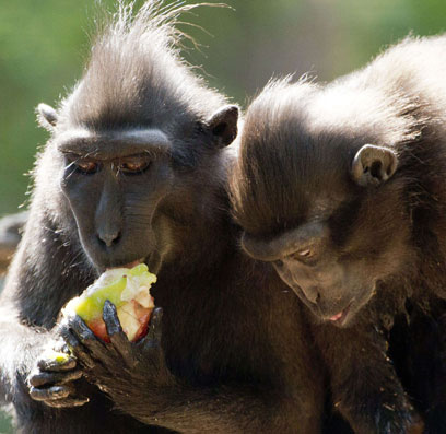 קופים בספארי ברמת גן (צילום: AFP) (צילום: AFP)