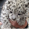 צילום: Snow Leopard Trust / Panthera