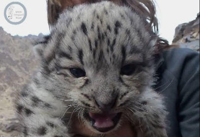 צילום: Snow Leopard Trust / Panthera