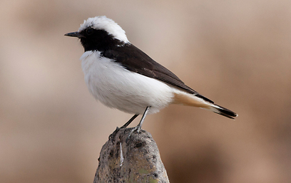 צילום: טל גליק