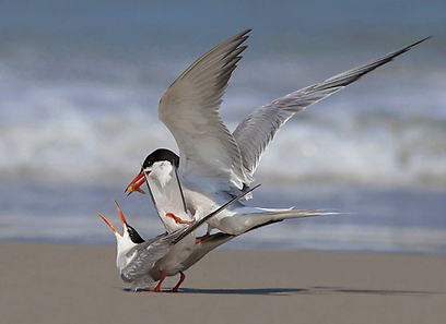 אהרון שמשון