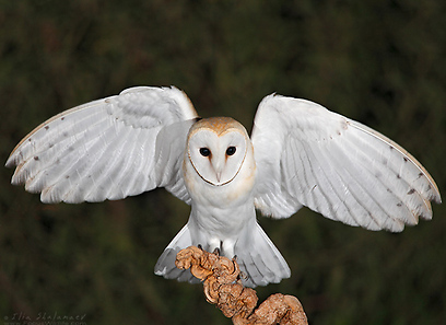 איליה שלמייב