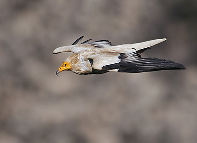 פאבלו רודאף
