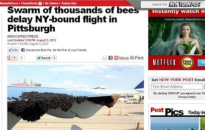 נחיל הדבורים על כנף המטוס. מהאתר של "ניו יורק פוסט" ()