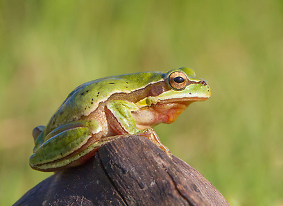 אילנית בגליל עליון (צילום: אדריס אבזאח)