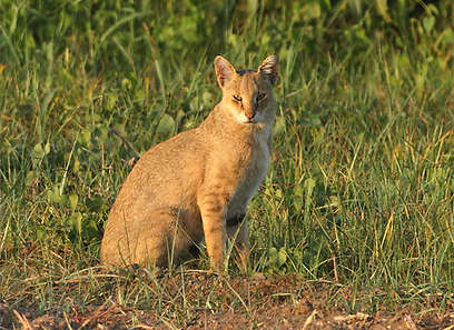 חתול ביצות באיזור הצפון (צילום: איתן קאופמן)