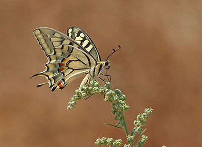 זנב הסנונית באיזור הצפון (צילום: אמיתי פריד)