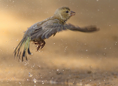 פרחון של ירקון באיזור הדרום (צילום: ארז אברהם)