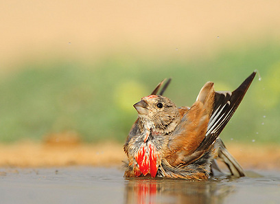 תפוחית מצויה במשאבי שדה (צילום: דובי קלעי)