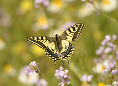 זנב סנונית לכיש (צילום: טל חנוך)