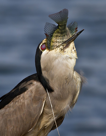 אנפת לילה בארוחה במעגן מיכאל (צילום: יפה דולב)