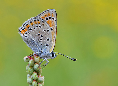 כחליל באיזור הצפון (צילום: כפיר דדון)