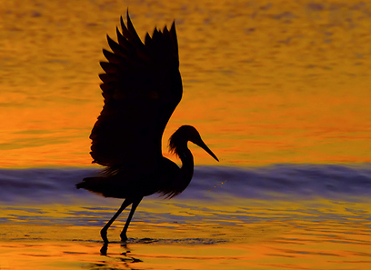 אנפה בפלורידה ארצות הברית (צילום: נדב קאסוטו)