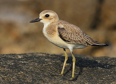 חופמי חוף צעיר באיזור הצפון (צילום: נתן אדלשטיין)