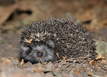 קיפוד מצוי  מסתתר באיזור המרכז (צילום: נתן אדלשטיין)