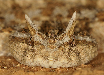 עכן חרטומים במערב הנגב (צילום: עמיר וינשטיין)