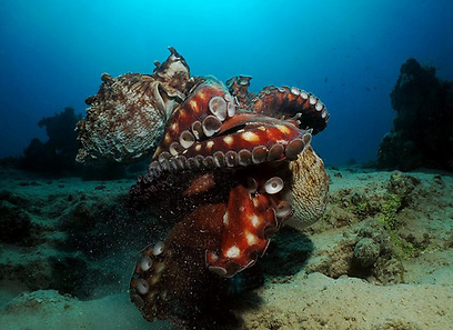 קרב תמנונים אילת (צילום: קרן לוי)