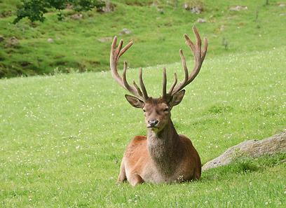 אייל בגרמניה (צילום: ראובן שלומי)