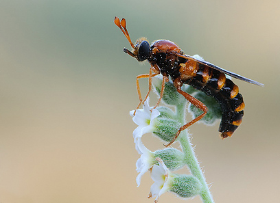 זבוב טורף במדבר יהודה (צילום: שלומי בכר)