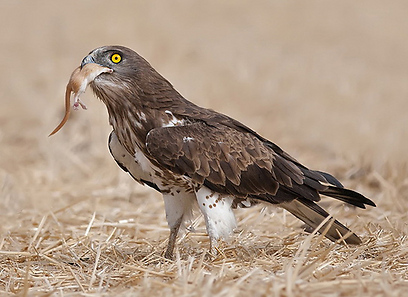 חיוויאי בשפלת יהודה טורף מכרסם (צילום: שלומי בכר)