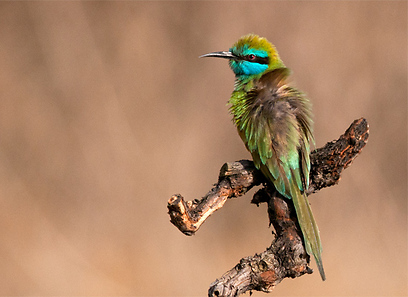 שרקרק גמדי באיזור הדרום (צילום: שימי עיני)