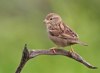 דרור הבית באיזור המרכז (צילום: שימי עיני)