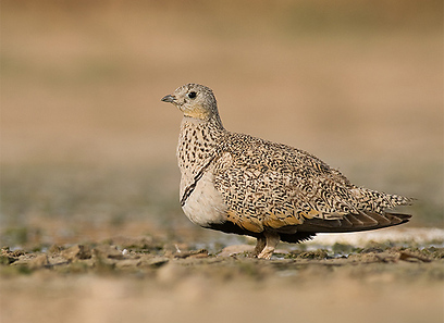 קטה גדולה באיזור הדרום  (צילום: דוד דוקרקר)