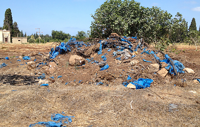 פסולת גזם - מעורבבת עם חלקי פסטיק (צילום: ליאורה אהרון) (צילום: ליאורה אהרון)