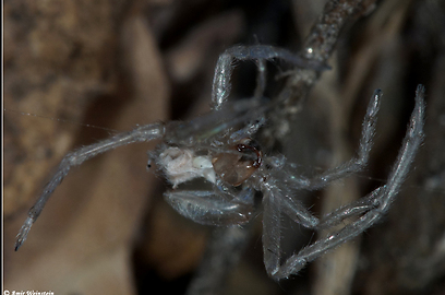 צילום: עמיר וינשטיין צילום: עמיר וינשטיין
