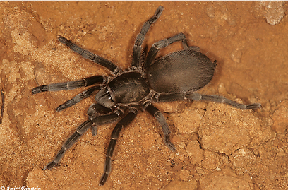 צילום: עמיר וינשטיין צילום: עמיר וינשטיין