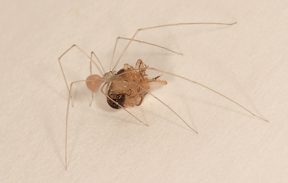 צילום: עמיר וינשטיין צילום: עמיר וינשטיין