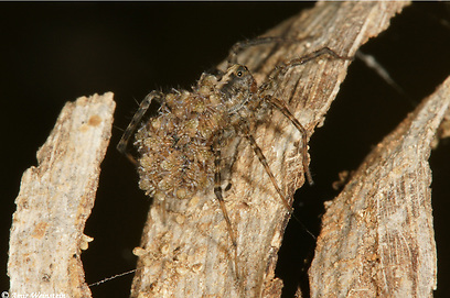 צילום: עמיר וינשטיין צילום: עמיר וינשטיין