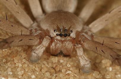 צילום: עמיר וינשטיין צילום: עמיר וינשטיין