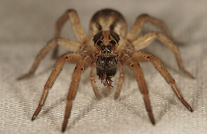 צילום: עמיר וינשטיין צילום: עמיר וינשטיין