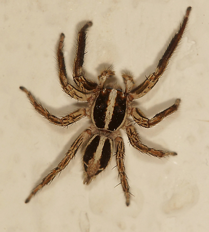 צילום: עמיר וינשטיין צילום: עמיר וינשטיין