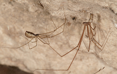 צילום: עמיר וינשטיין צילום: עמיר וינשטיין
