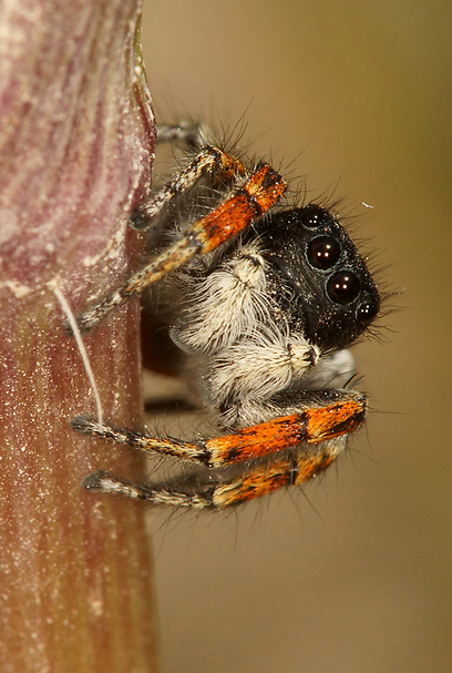 צילום: עמיר וינשטיין צילום: עמיר וינשטיין