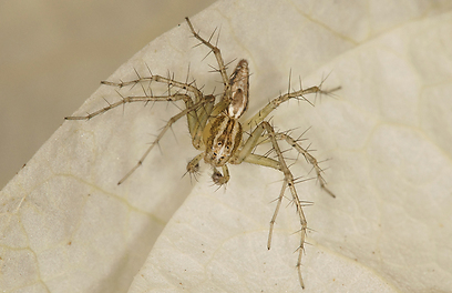 צילום: עמיר וינשטיין צילום: עמיר וינשטיין