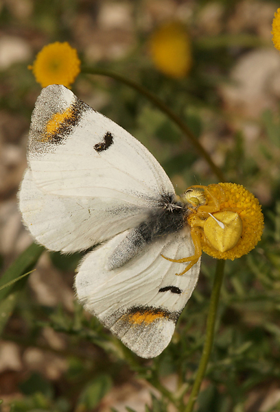 צילום: עמיר וינשטיין צילום: עמיר וינשטיין