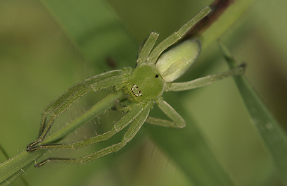 צילום: עמיר וינשטיין צילום: עמיר וינשטיין
