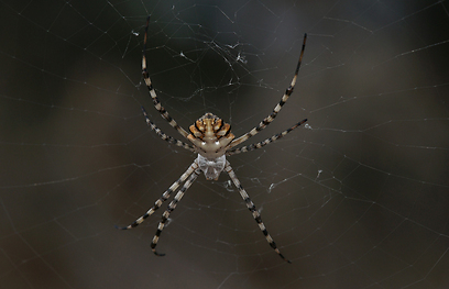 צילום: עמיר וינשטיין צילום: עמיר וינשטיין