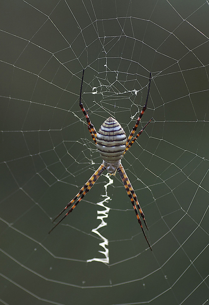 צילום: עמיר וינשטיין צילום: עמיר וינשטיין