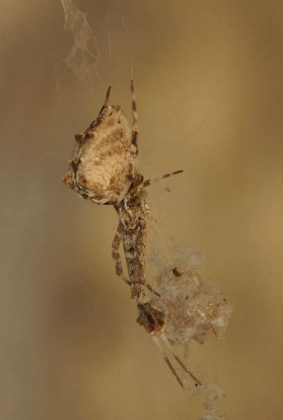 צילום: עמיר וינשטיין צילום: עמיר וינשטיין