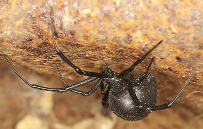 צילום: עמיר וינשטיין צילום: עמיר וינשטיין
