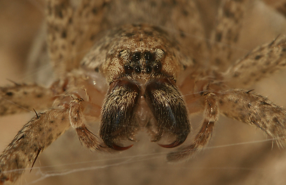 צילום: עמיר וינשטיין צילום: עמיר וינשטיין