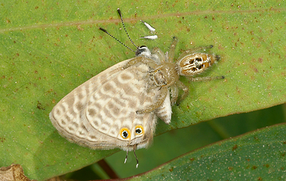 צילום: עמיר וינשטיין צילום: עמיר וינשטיין